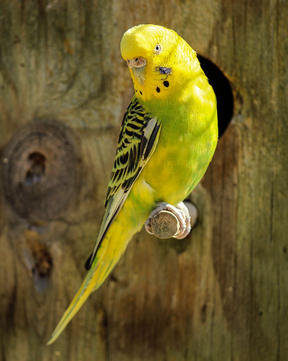 Un perroquet | Photo : Pexels
