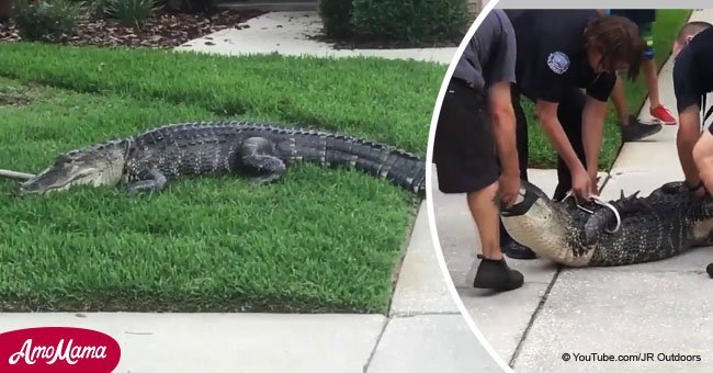 Trapped alligator fights back and knocks trapper out cold