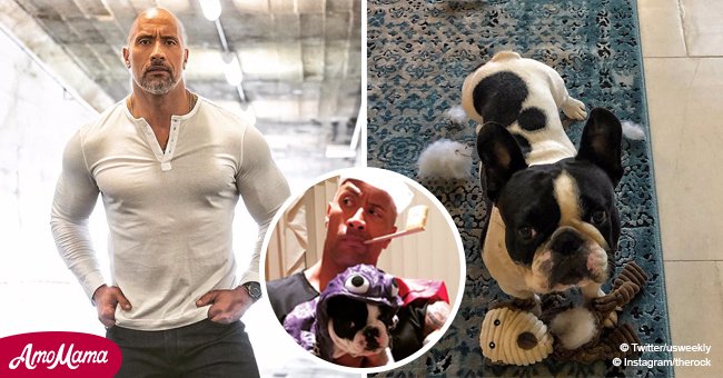 Remember Dwayne Johnson wearing a costume to match his dog on Halloween? So did other celebrities