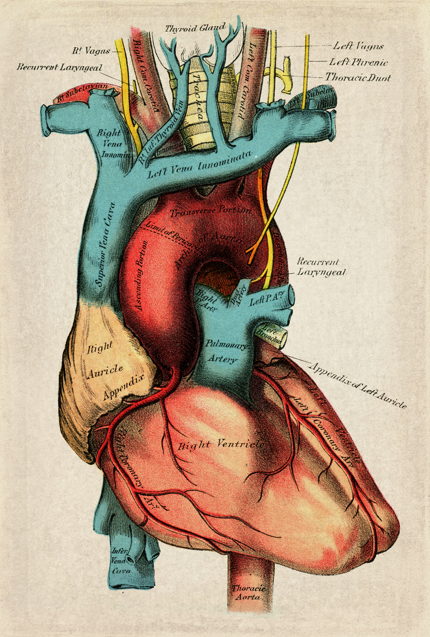 Illustration of a human heart | Source: Getty images
