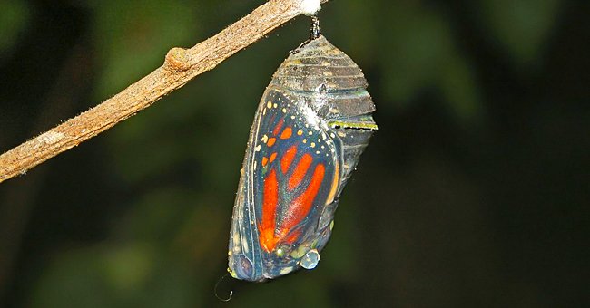 Кокон бабочки фото