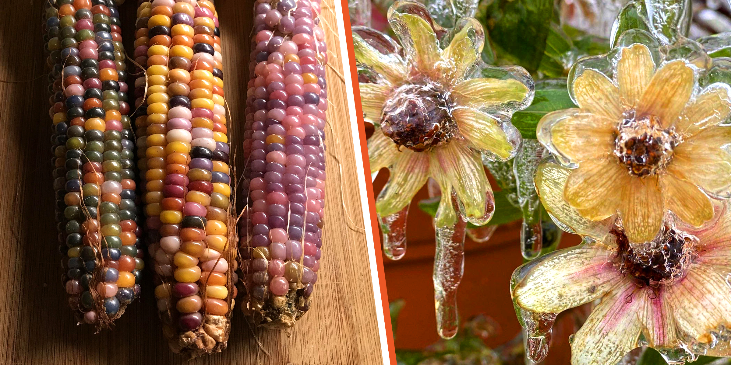 Three corn cobs | Iced flowers | Source: Reddit/_iam_not_martha | Reddit/mildlyinteresting