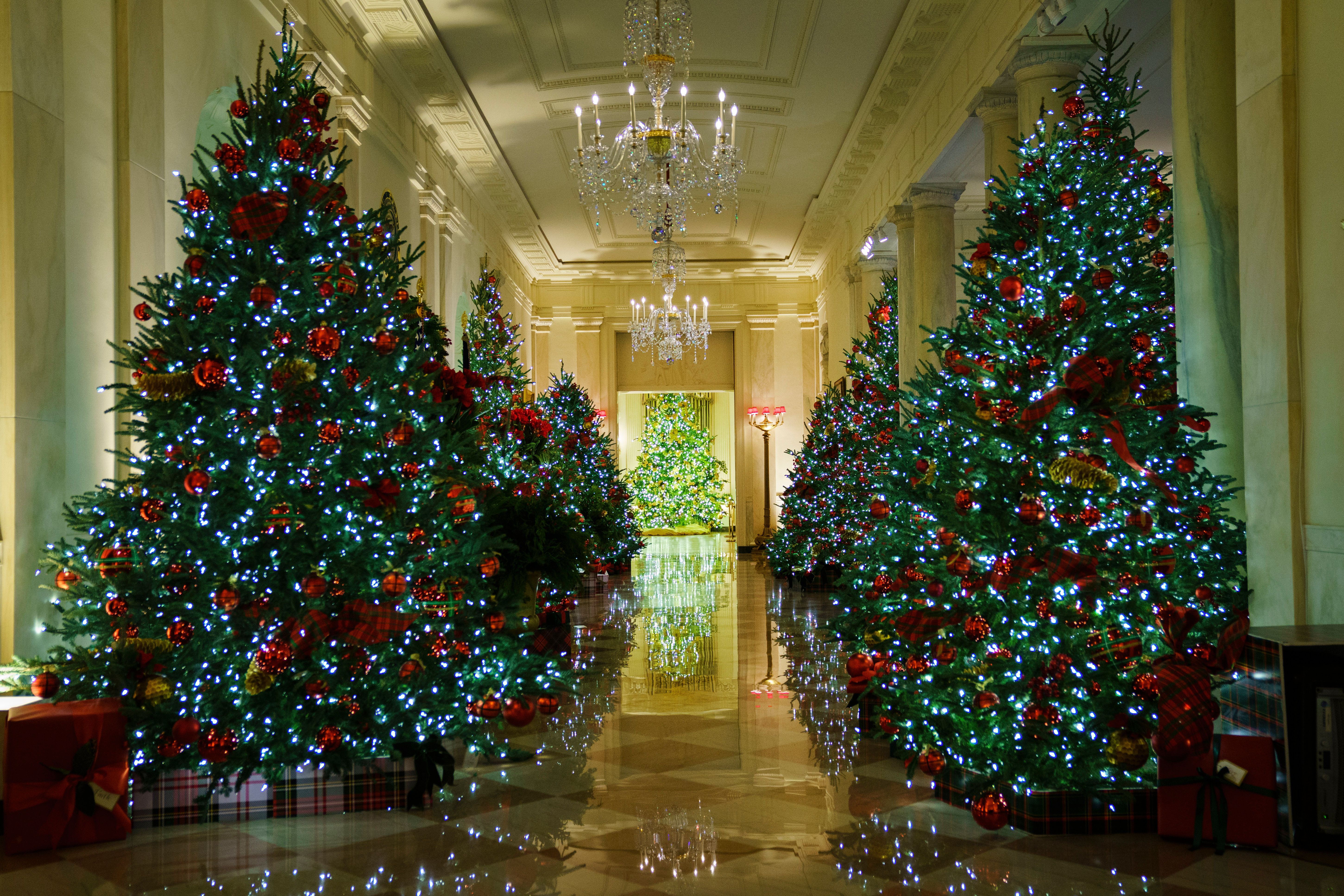 Several Christmas trees lined up. | Source: Getty Images