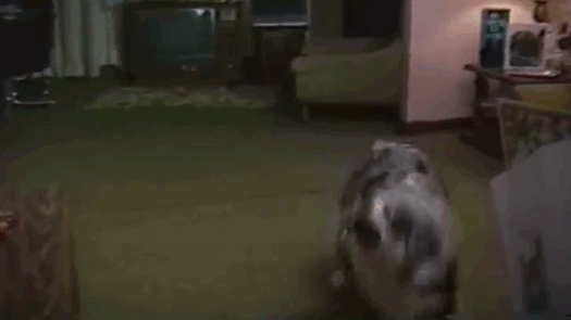 Chien / Source : Reddit Chien / Source : Reddit