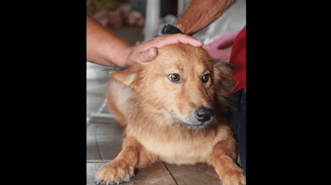 Der Hund kommt nach Hause mit einer weißen Tüte und bellt