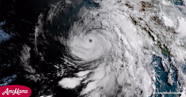 The instincts of one species of wild animals allowed it to survive Hurricane Florence