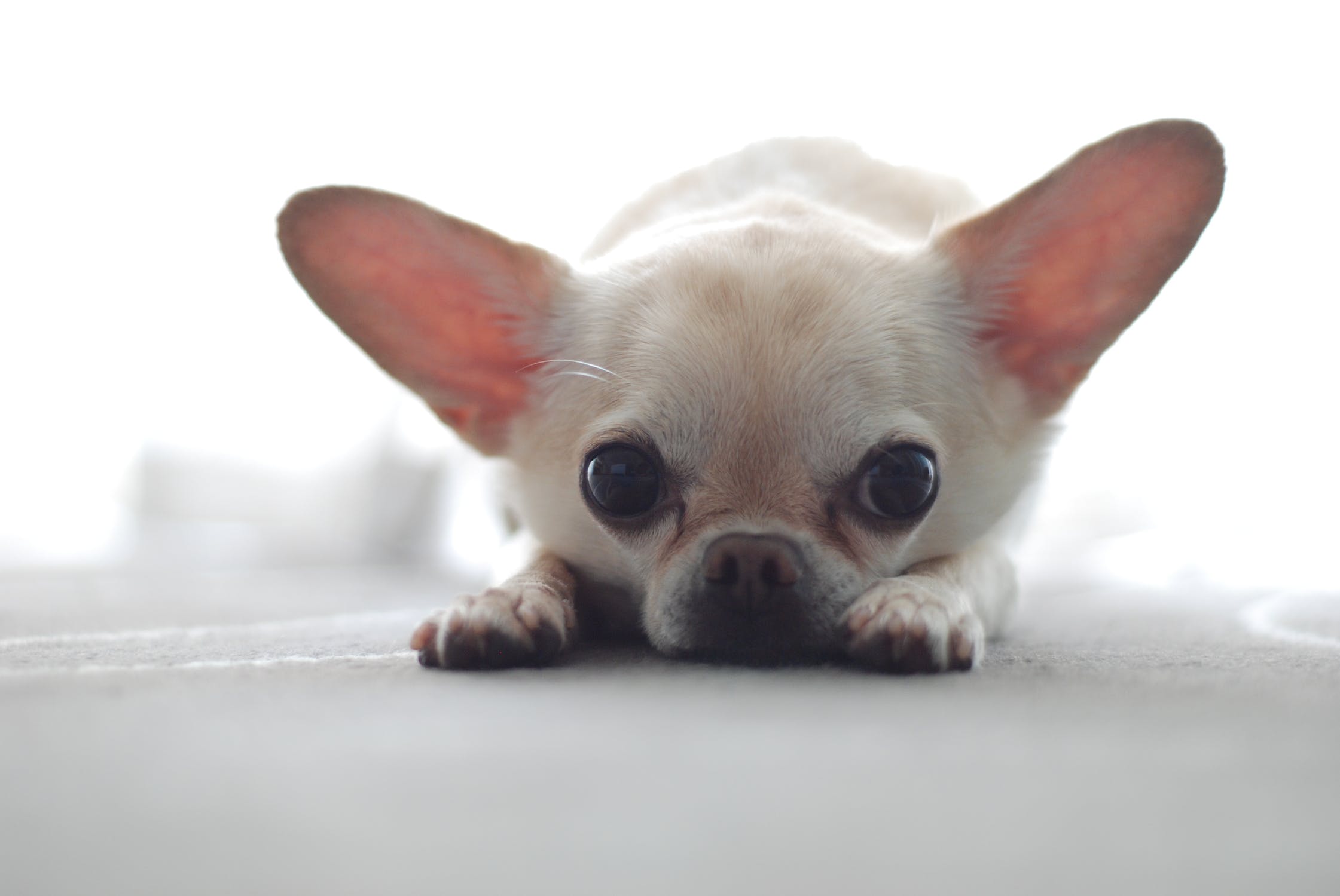 Perrito chihuahua de color blanco. | Imagen: Pexels