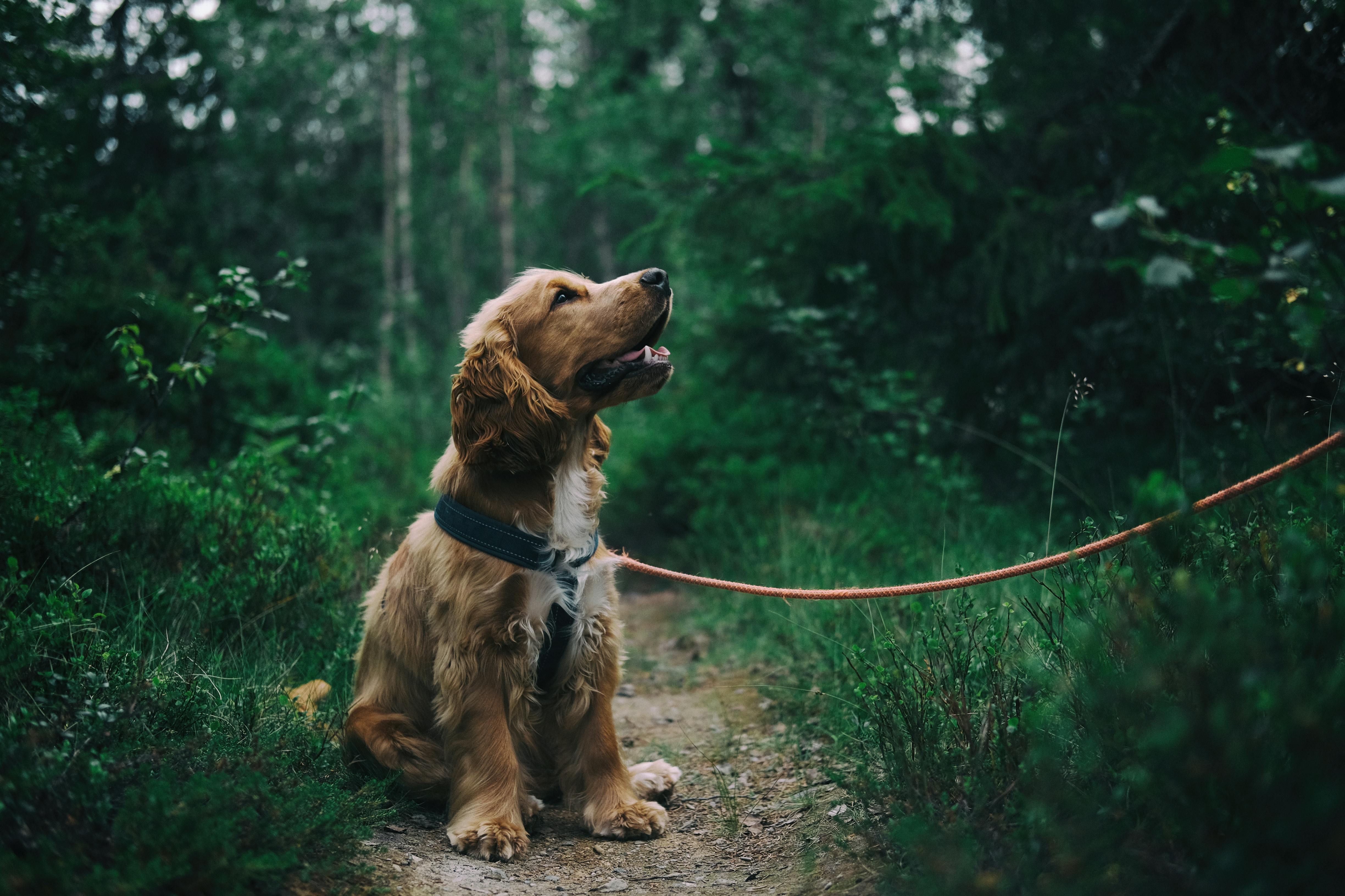 A dog sitting on the ground surrounded by greenery | Source: Pexels