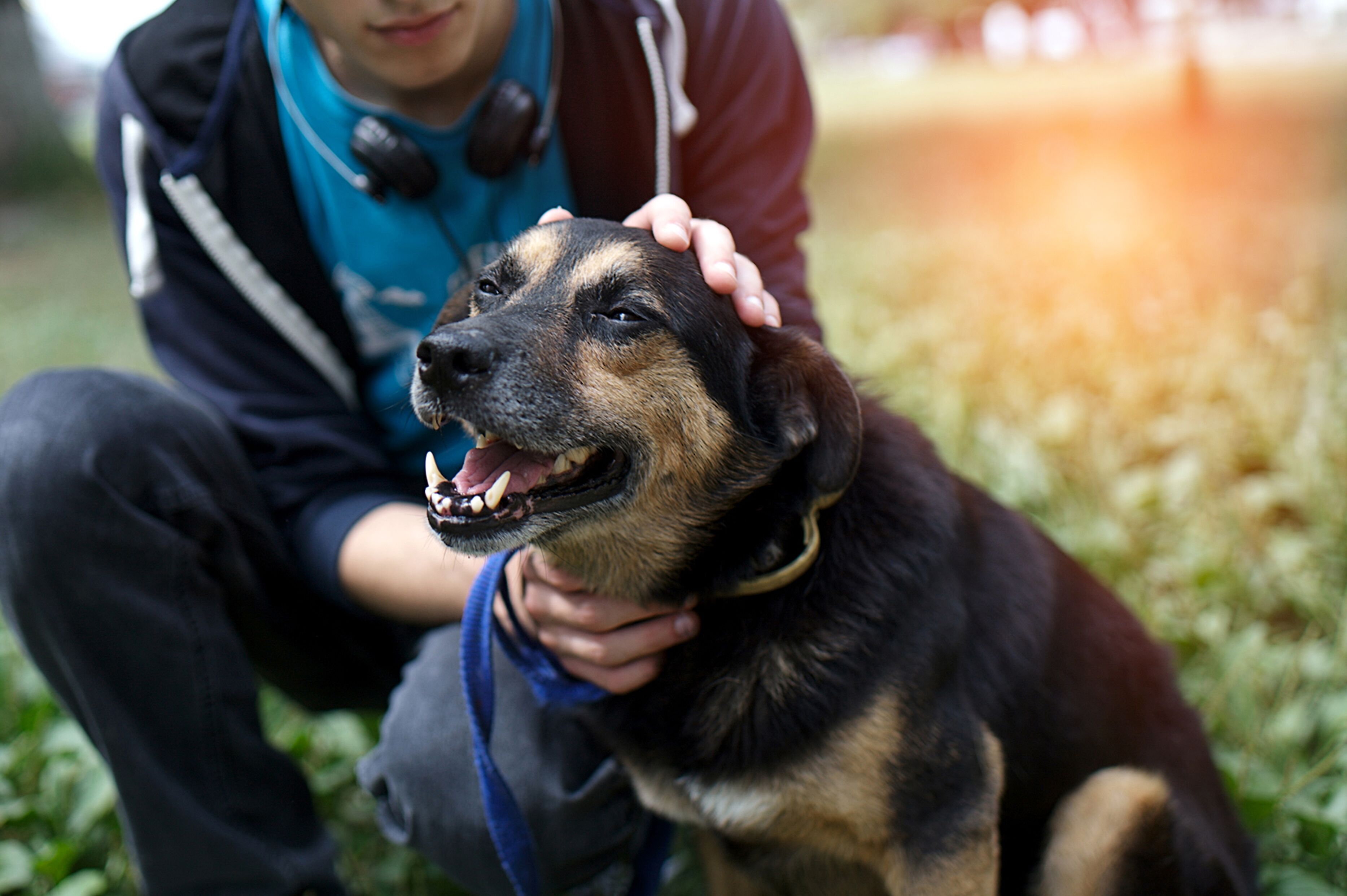 Perro siendo acariciado por humano / Imagen tomada de: Shutterstock Perro siendo acariciado por humano / Imagen tomada de: Shutterstock