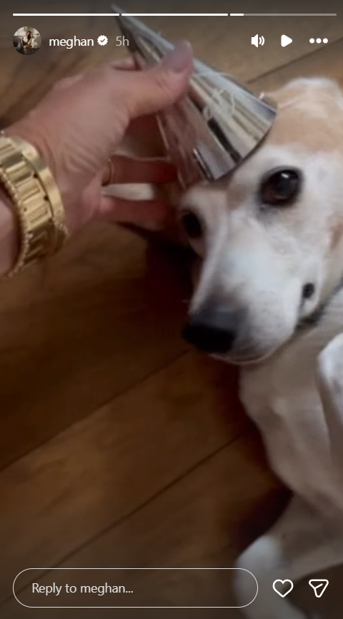 One birthday tradition proved more challenging as Meghan and Harry tried to get their beagle Mia to wear a tiny silver party hat. | Source: Instagram/meghan