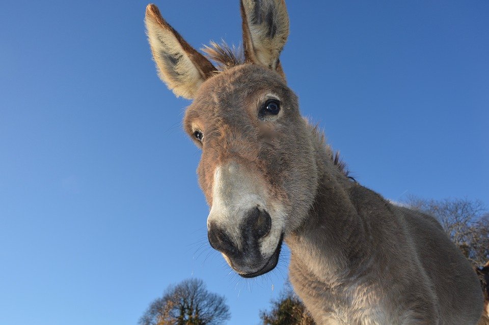 Burro. | Foto: Pixabay Burro. | Foto: Pixabay