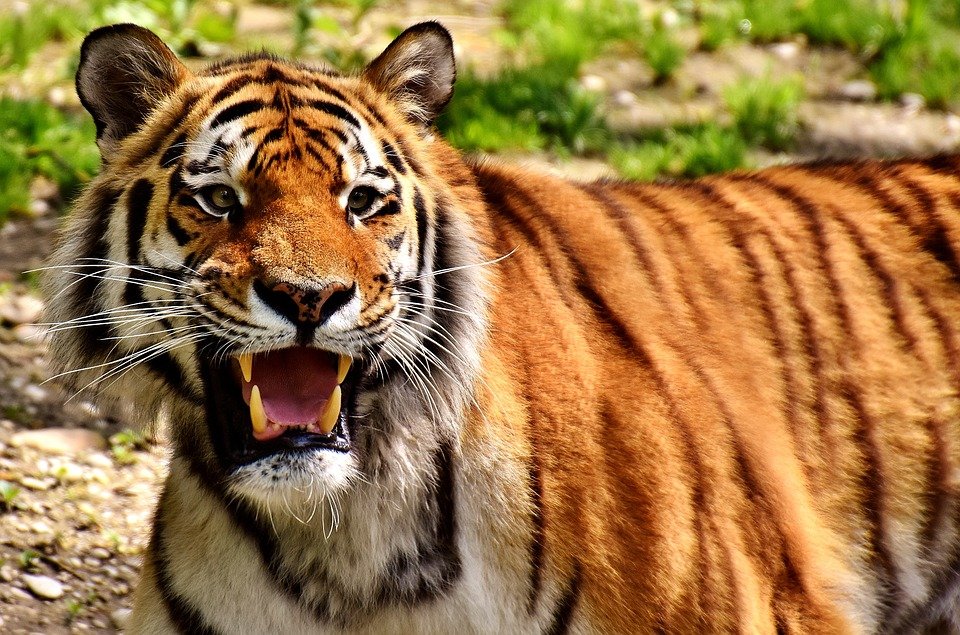 Tigre. | Foto: Pixabay