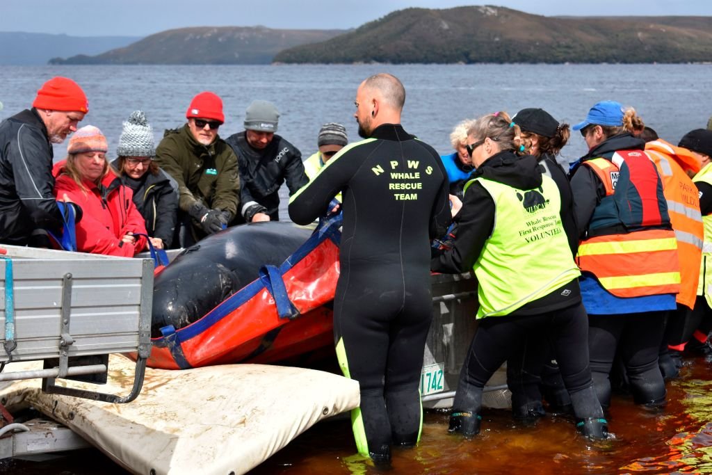 Rescuers load a whale onto a trailer in Macquarie Harbour on Tasmania's west coast on September 24, 2020 | Photo: Getty Images