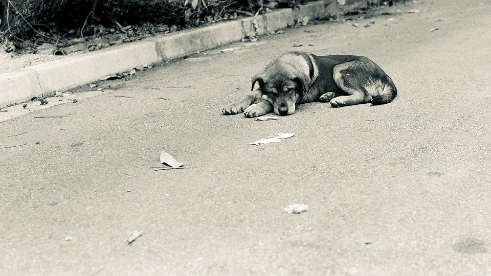 Un chien abandonné | photo : Pixabay