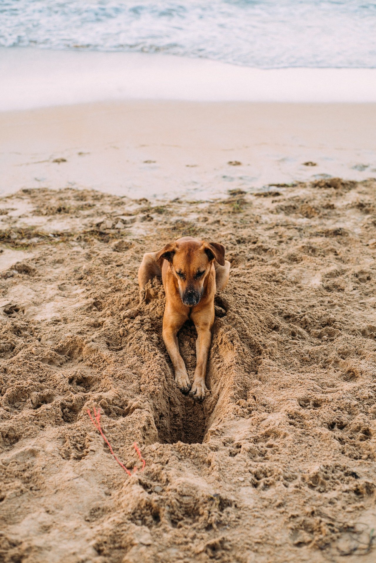 Perro cavando en la arena. | Foto: Pexels