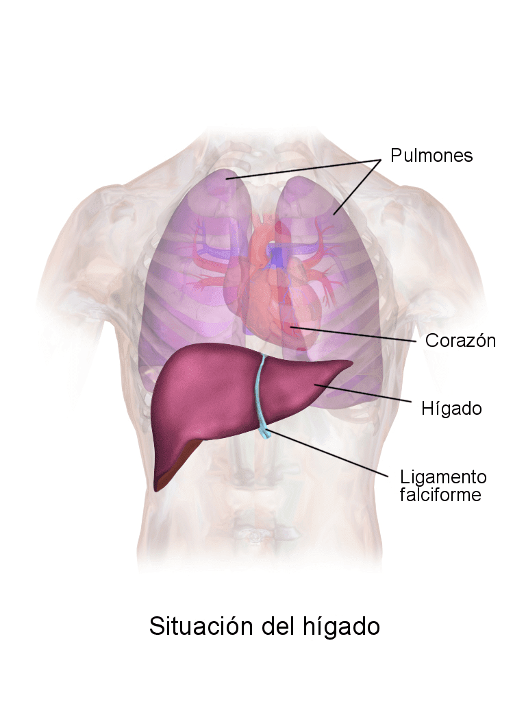 Situación del hígado humano. | Imagen: Wikipedia Situación del hígado humano. | Imagen: Wikipedia