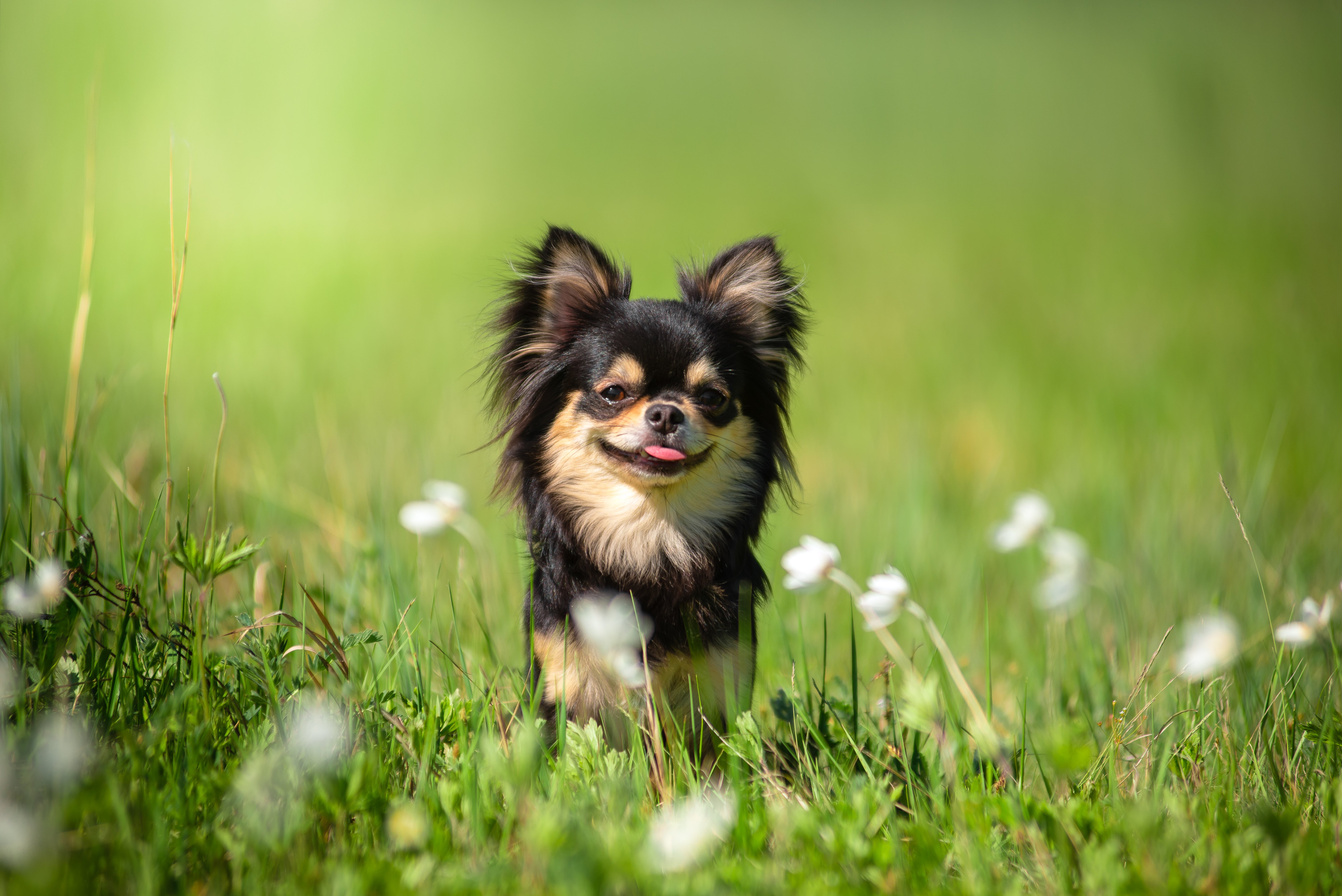 A Chihuahua dog on a sunny hot day | Photo: Shutterstock