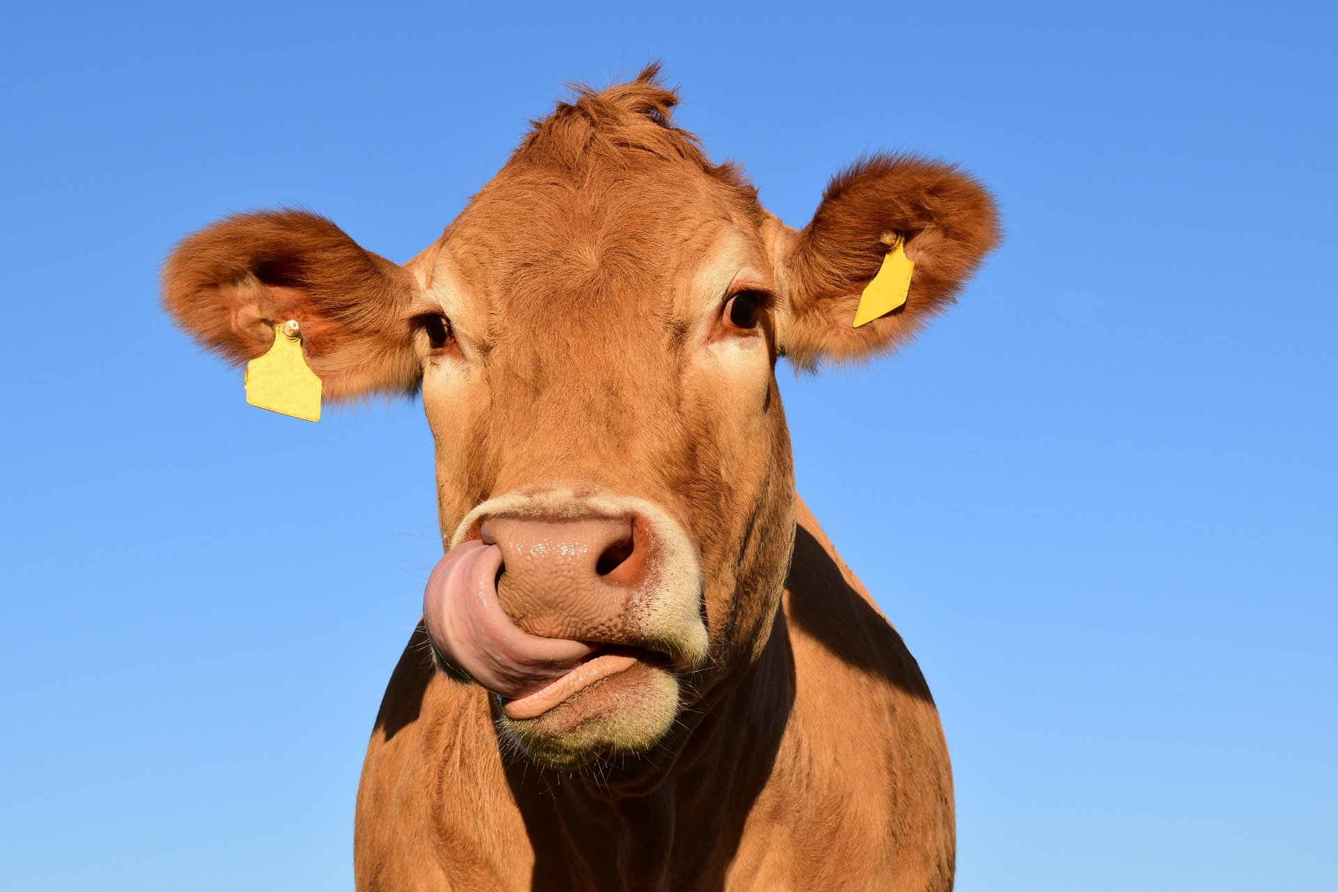Une vache. | Photo : Pixabay