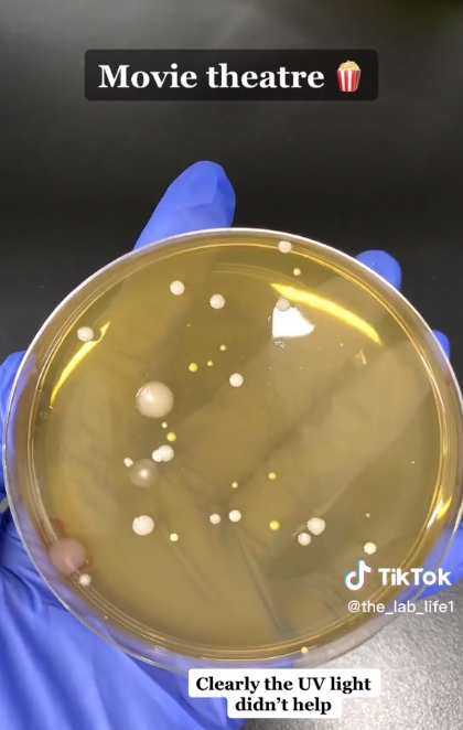 Eine Petrischale mit Bakterien, die aus einem Kinotrockner stammen | Quelle: TikTok/@the_lab_life1