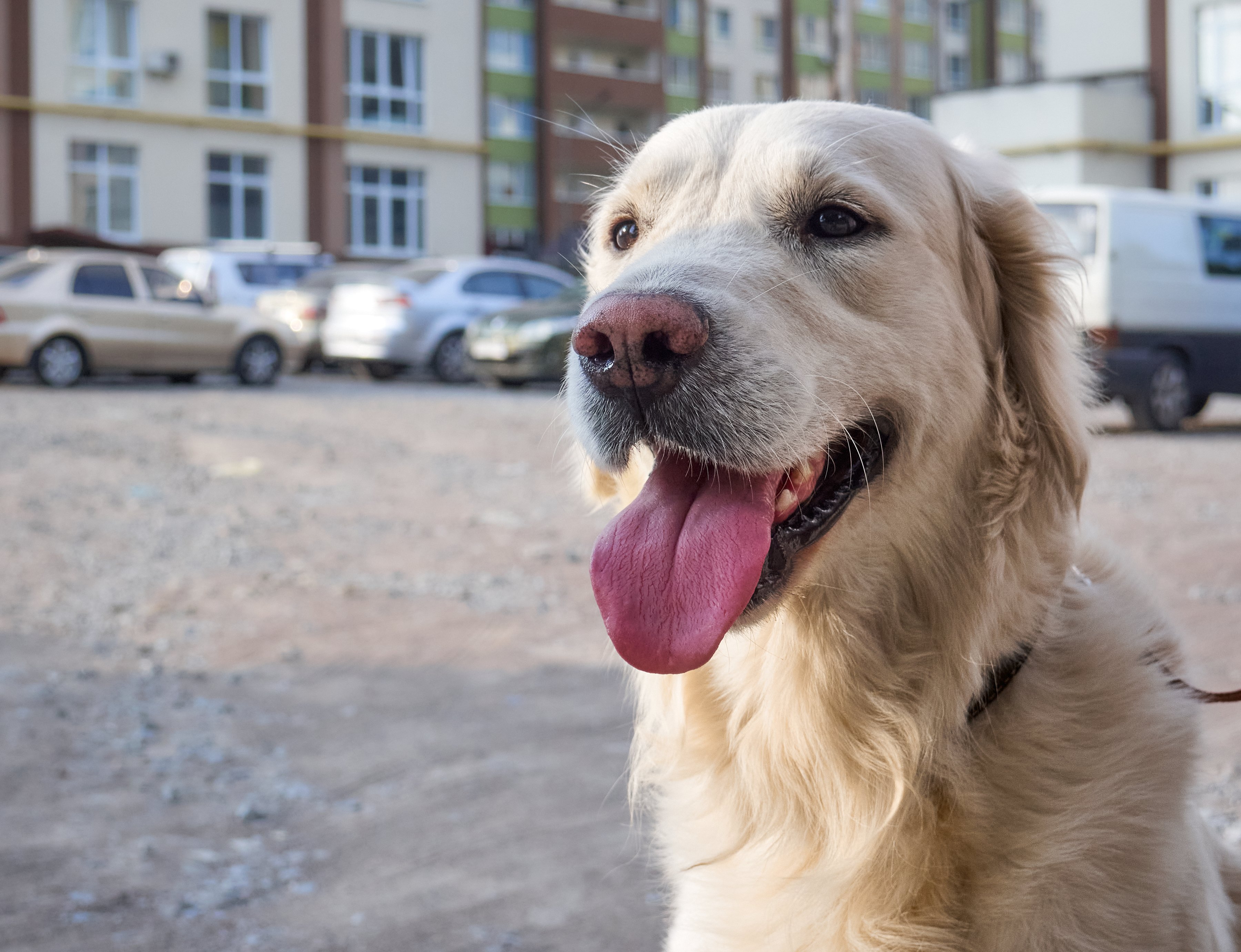 Perro con la lengua afuera. │ Foto: Shutterstock