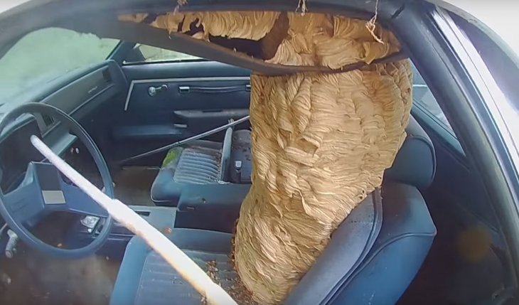 Source: YouTube/The Bee Man