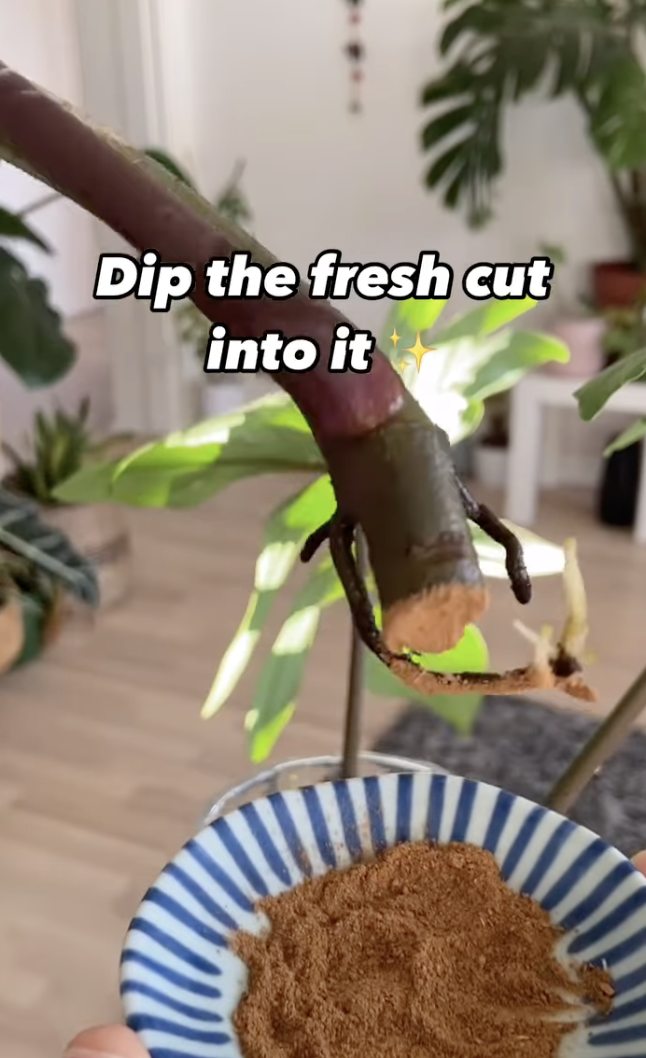 A plant cutting smeared in cinnamon powder before being propagated in a clip uploaded on December 10, 2024 | Source: Instagram/peoplewithplants_official