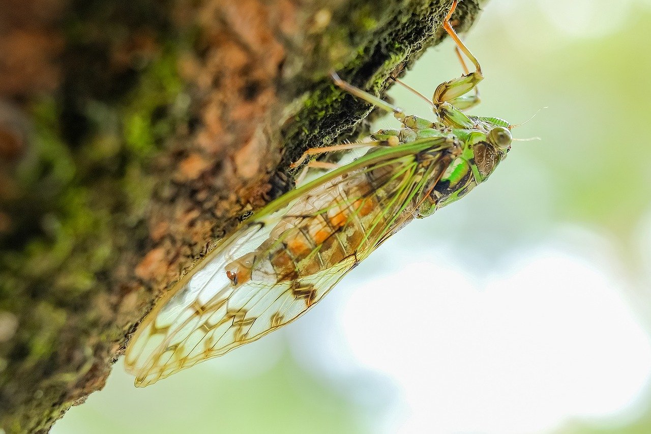 A close up of a cicada perched on a tree. | Photo: Pixabay/Yukie Chen