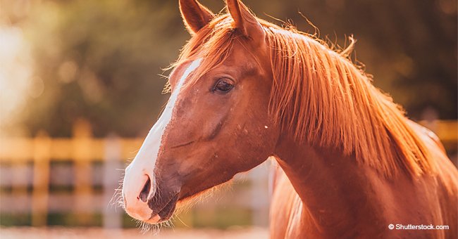 Appalling Footage Shows a Horse Standing up in the Bed of a Pickup Truck Going 70 Mph (Video)