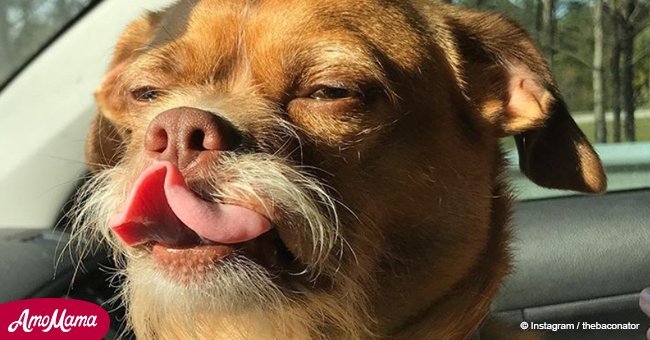 Dog named Bacon goes viral because of his unusual facial expression