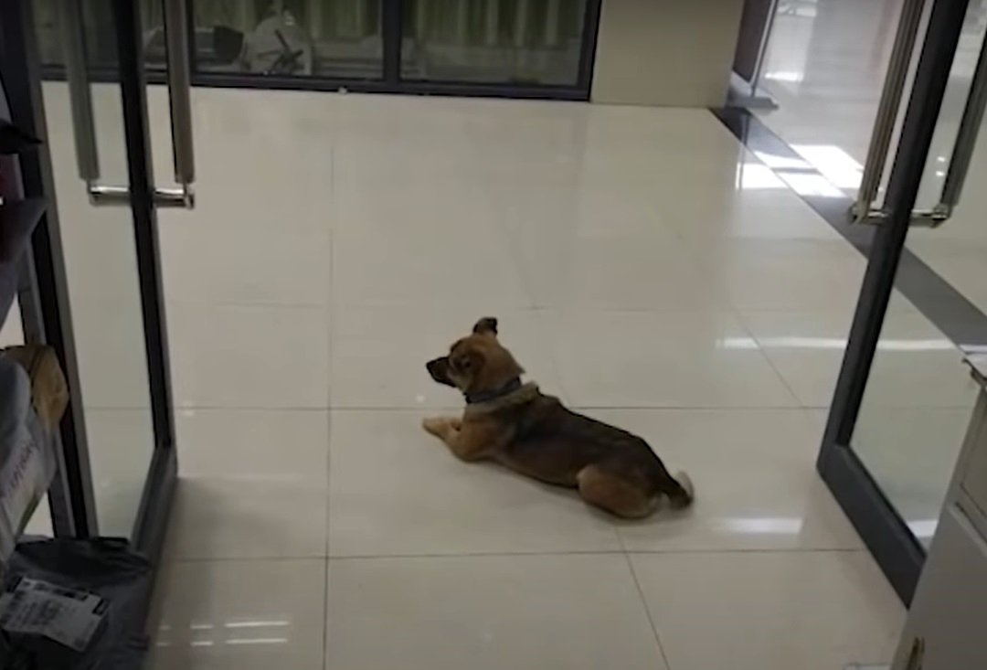 Xiaobao espera en la puerta del hospital. | Foto: YouTube/The Paper 澎湃新闻
