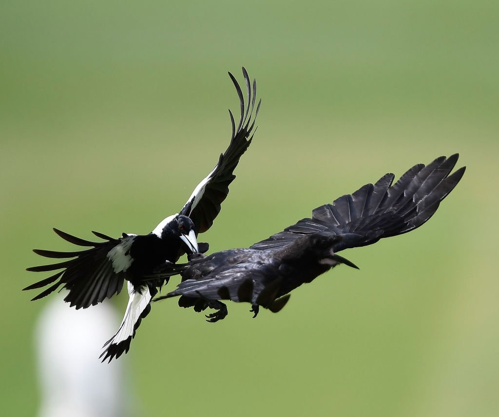 Image Credit: Getty Images Image Credit: Getty Images