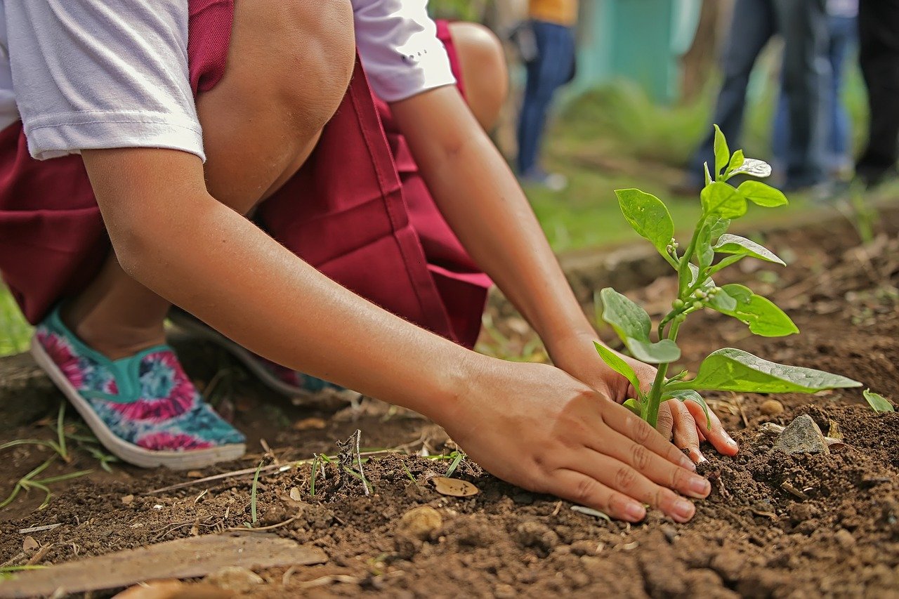 Un enfant qui plante un arbre. | Photo : Pixabay Un enfant qui plante un arbre. | Photo : Pixabay