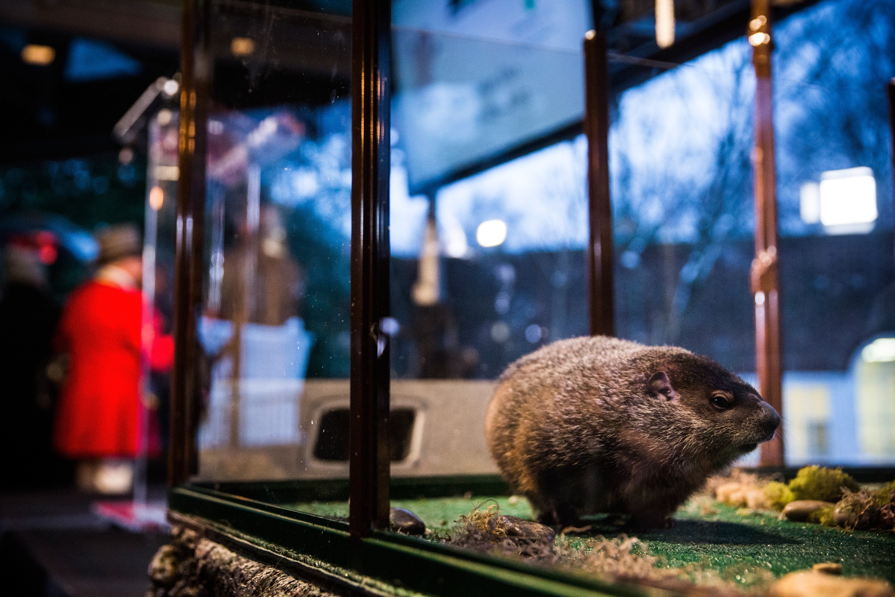 Groundhog Chuck looking for his shadow | Photo: Getty Images