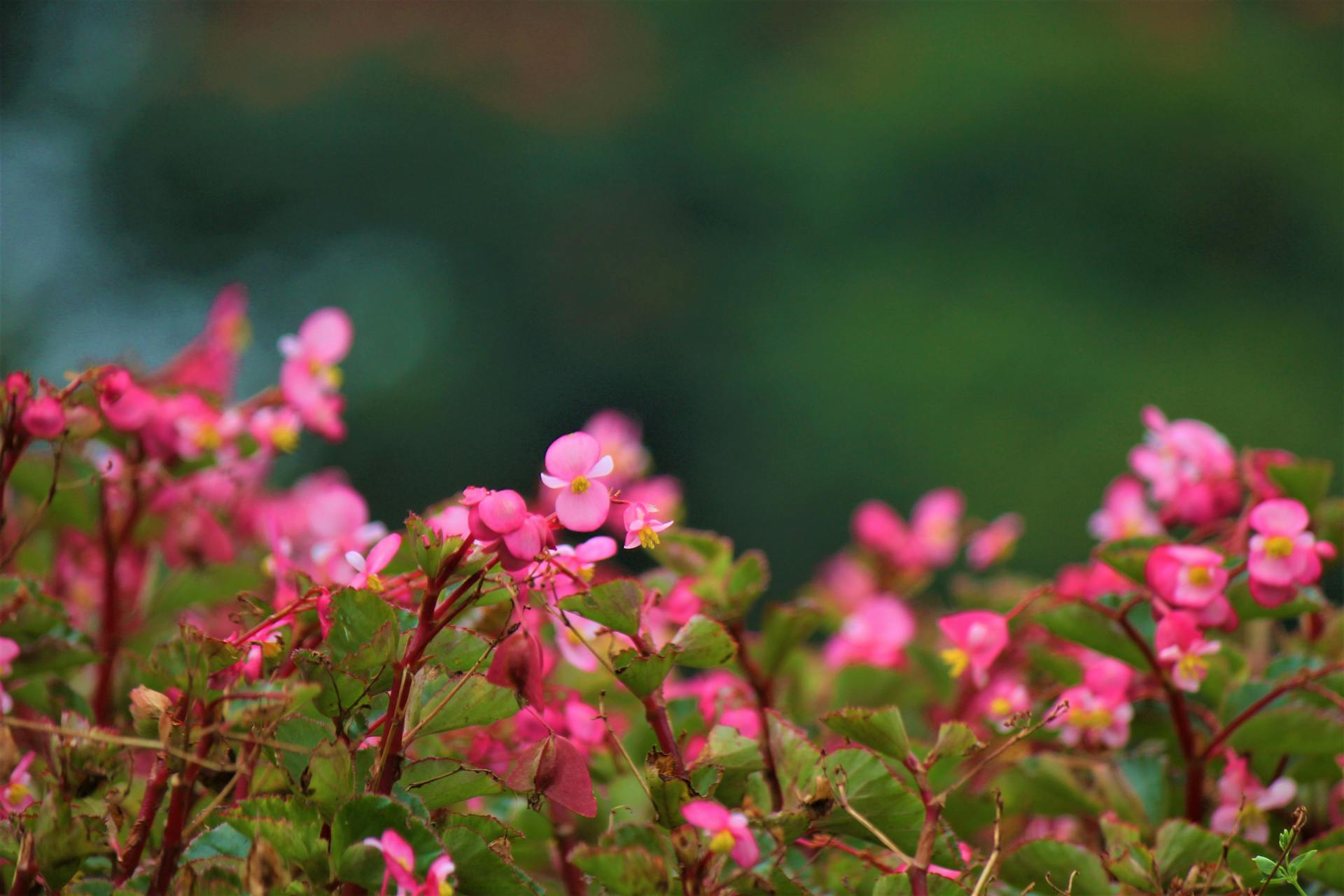 Blooming flowers in a garden | Source: Pexels