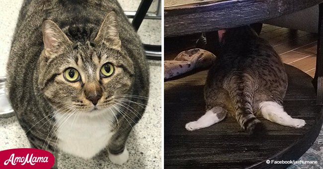 Le chat en surpoids, Doughnut, a été adopté par une famille qui pourra l'aider à atteindre un poids idéal