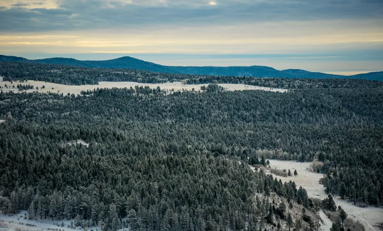 Vast land with snow-coated trees | Photo: Shutterstock