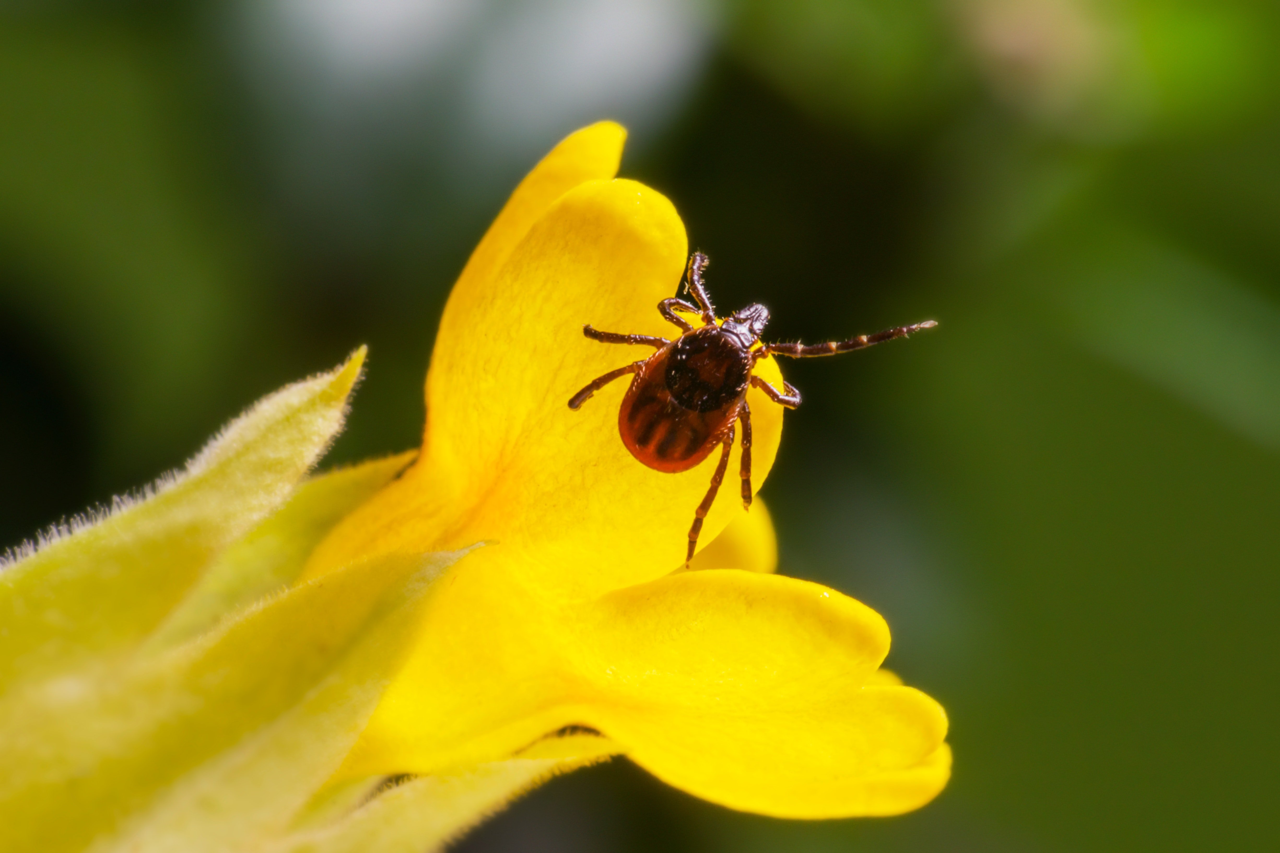 Pictured - A macro photography of insect in yellow flower | Source: Pexels 