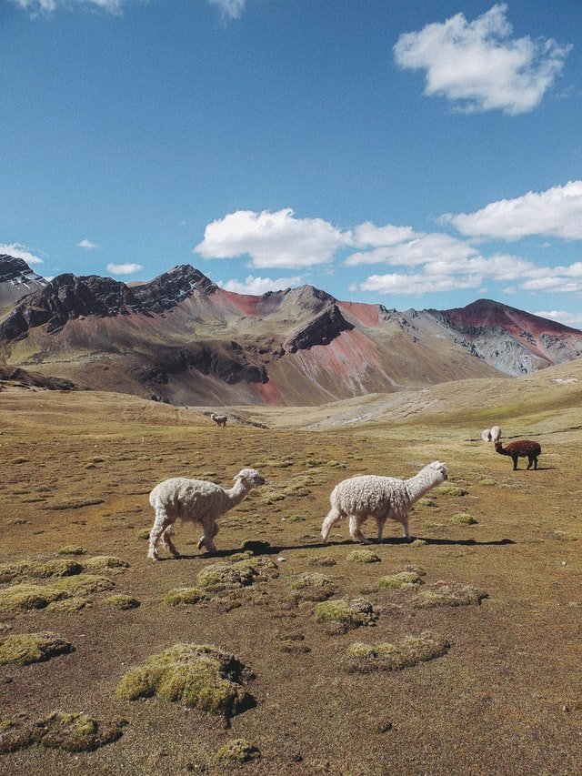 Deux alpagas dans la savane | Photo : Unsplash