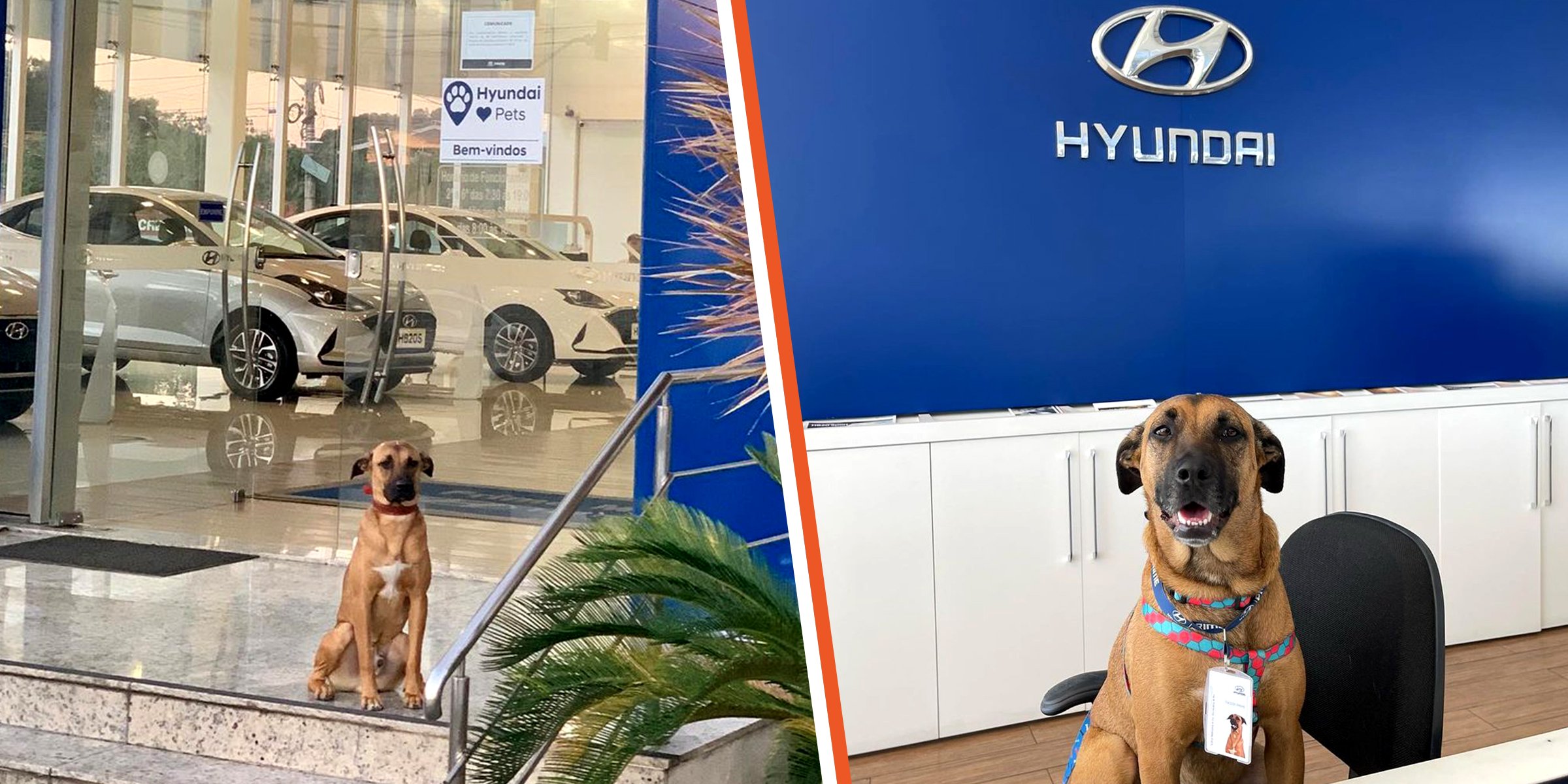 Stray dog at Hyundai dealership | Source: instagram.com/tucson_prime