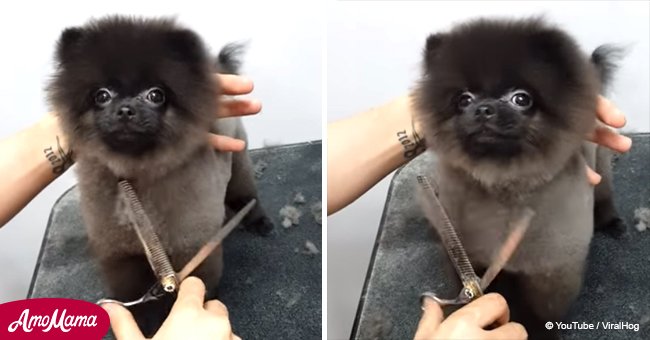 Adorable puppy steals the show with its dance moves while being groomed (video)