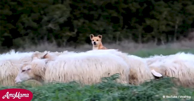 Dog should be guarding sheep, but his ingenious ‘method’ makes everyone laugh
