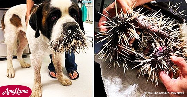 Poor dog left with a sore face full of quills after a spiky collision with a porcupine