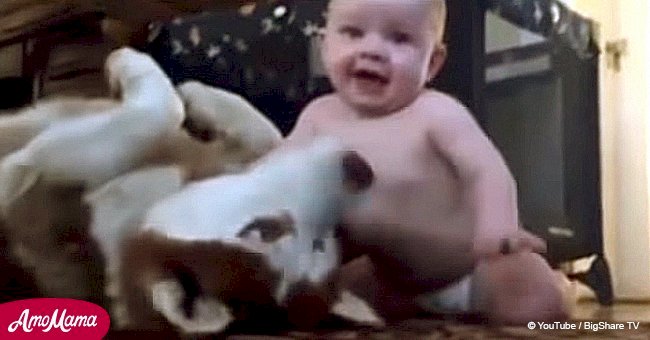 Baby tries to say 'hi' to a husky and the dog has an adorable reaction (video)