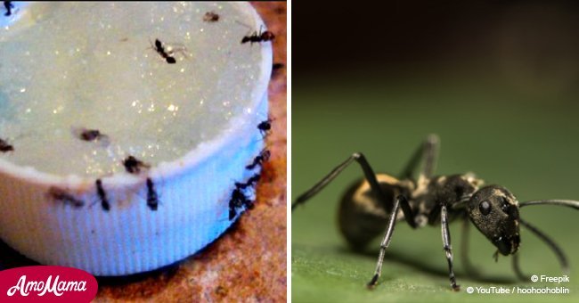 How to kill ants without poison using natural ingredients