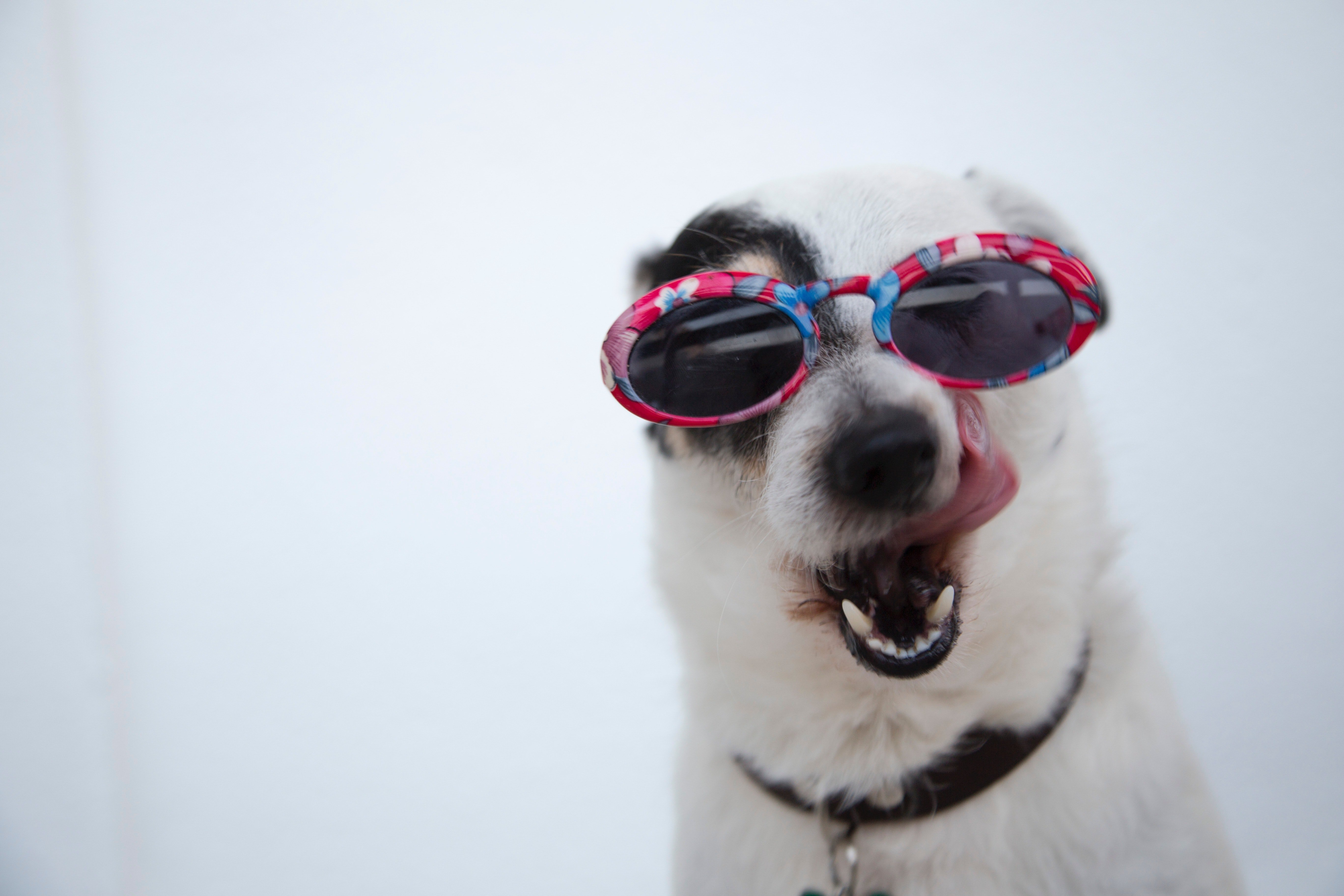 Ein Hund mit Sonnenbrille und einem lustigen Ausdruck | Quelle: Pexels