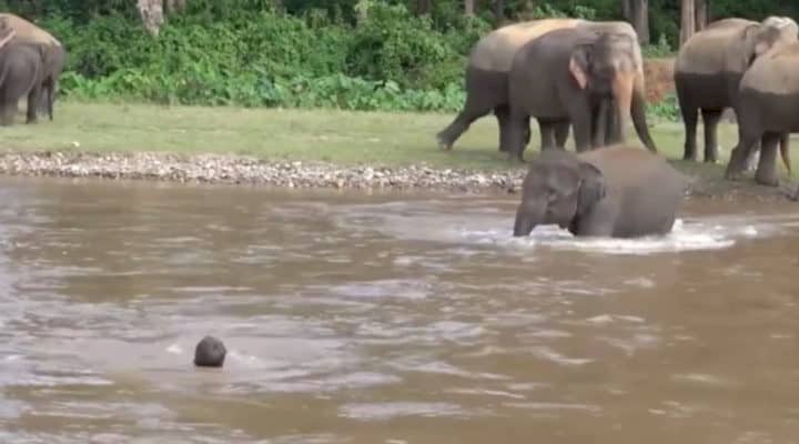 Source Youtube/Elephantnews