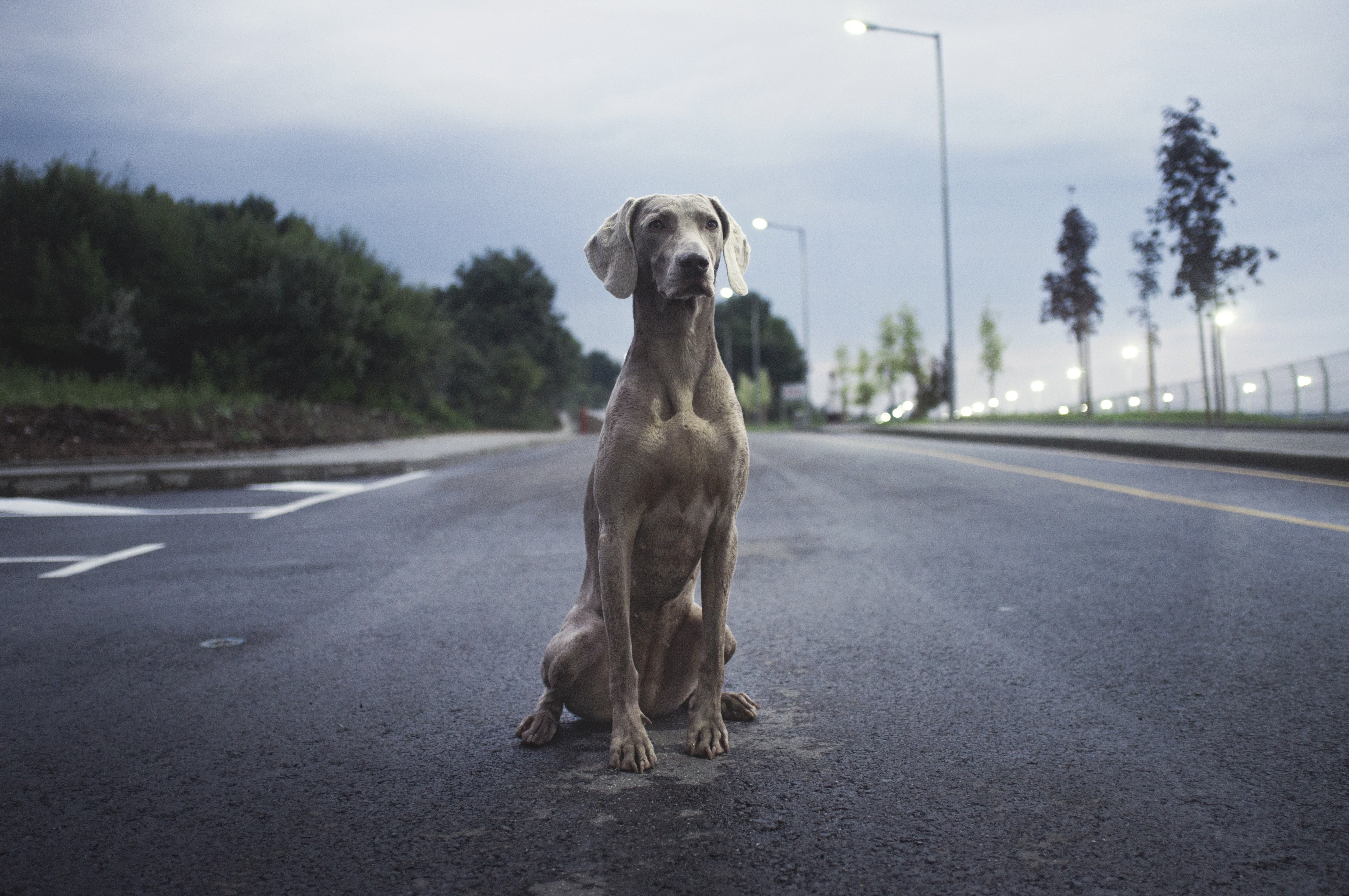 A dog | Source: Unsplash.com