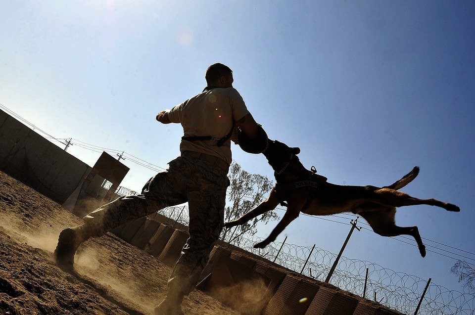 Schäferhund beim Schutztraining | Quelle: Pixabay