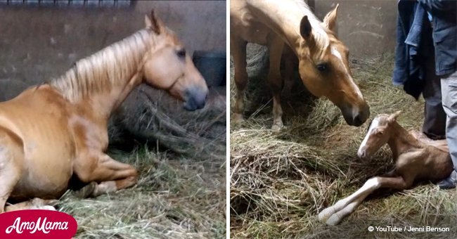 Owners of pregnant horse notice 'strange afterbirth' after delivering beautiful foal