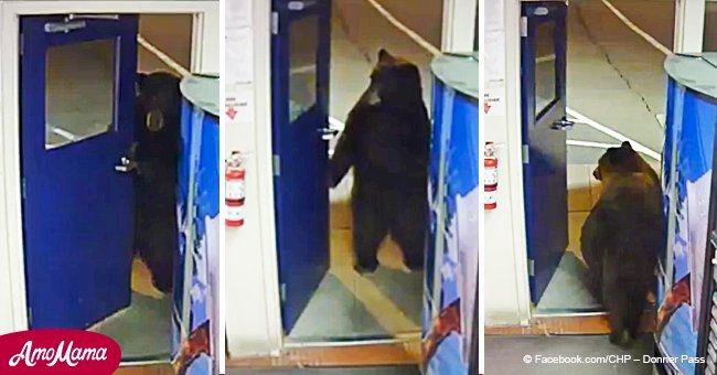 Policemen confused after a bear opens the door to their facility as if he owned the place